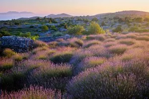 lavender fields of hvar island